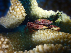 Trapezia rufopunctata