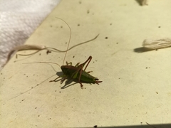 Decticus verrucivorus