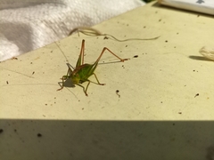 Decticus verrucivorus