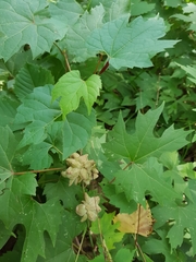 Ampelomyia vitiscoryloides