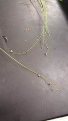 Carex trisperma