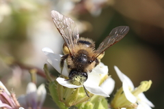 Andrena florentina