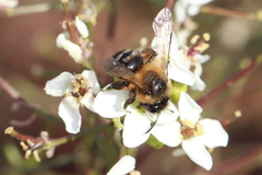Andrena florentina