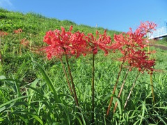 Lycoris radiata