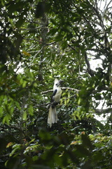 Berenicornis comatus