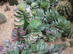 Kalanchoe luciae