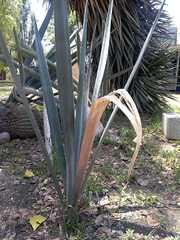 Agave tequilana