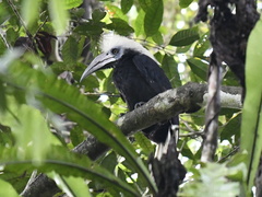 Berenicornis comatus
