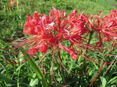 Lycoris radiata