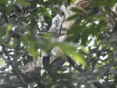 Berenicornis comatus