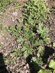 Cristaria dissecta dissecta