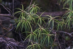 Myrsine linearifolia