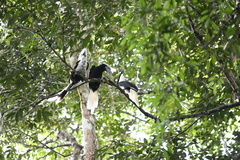 Berenicornis comatus