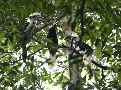 Berenicornis comatus