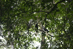 Berenicornis comatus