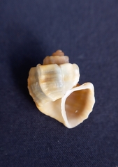 Trigonostoma laseroni