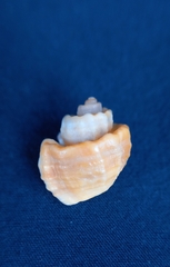 Trigonostoma laseroni