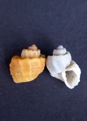 Trigonostoma laseroni