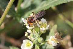 Andrena lagopus