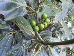 Neolitsea sericea