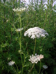 Daucus carota