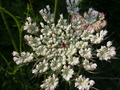 Daucus carota