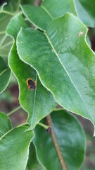 Gymnosporangium tremelloides