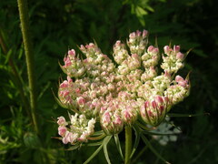 Daucus carota