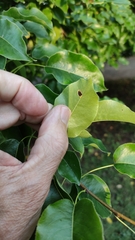 Gymnosporangium tremelloides