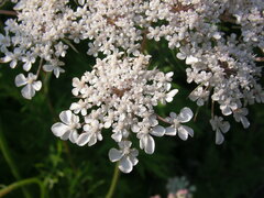Daucus carota