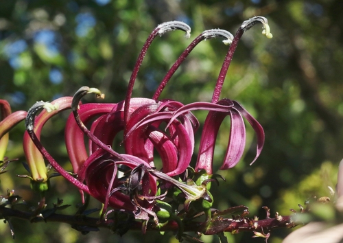 Trematolobelia kauaiensis