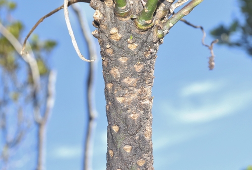 Trematolobelia kauaiensis