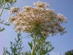Daucus carota