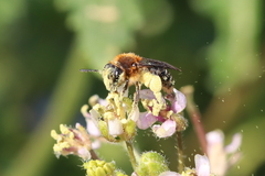 Andrena lagopus