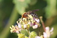 Andrena lagopus