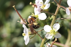 Andrena lagopus