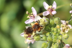 Andrena lagopus