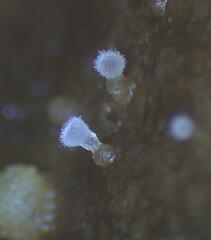 Ascozonus woolhopensis