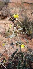Sida calyxhymenia