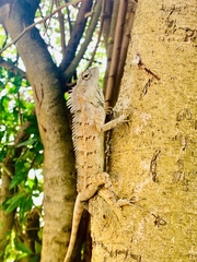 Calotes versicolor