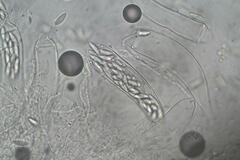 Ascozonus woolhopensis