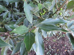 Neolitsea sericea