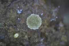 Ascobolus crenulatus