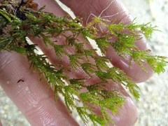 Chara strigosa