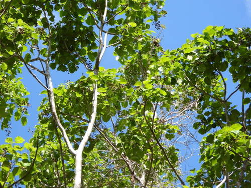 Black poisonwood (Metopium brownei)