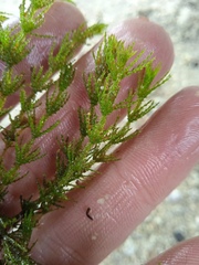 Chara strigosa