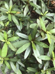 Rhododendron kanehirae