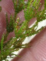 Chara strigosa