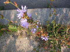 Cichorium intybus