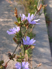 Cichorium intybus